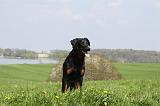 BEAUCERON 593